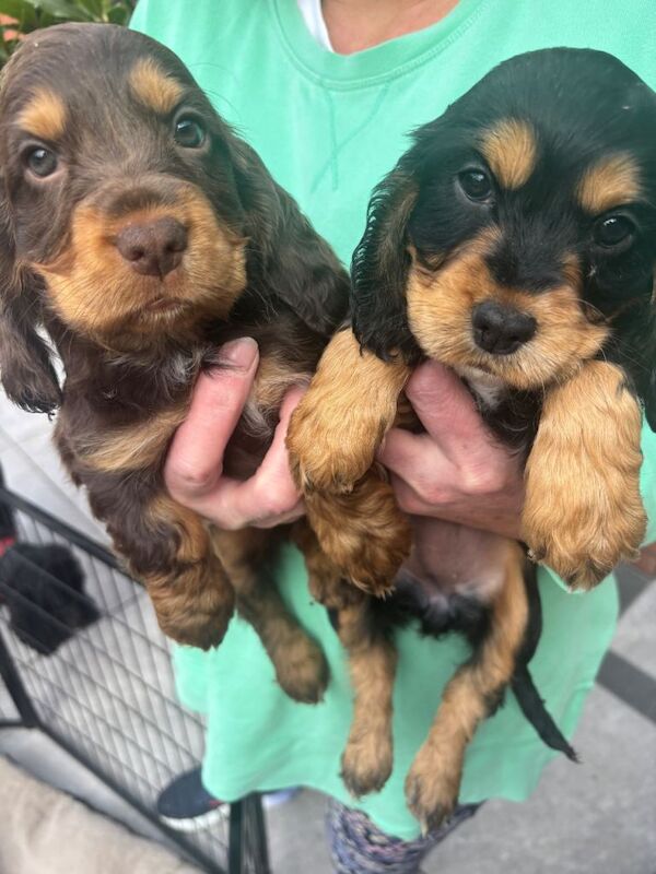 Cocker Spaniel puppies - Image 3 of 5