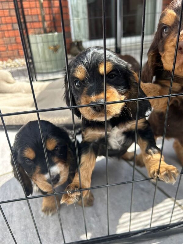 Cocker Spaniel puppies - Image 4 of 5