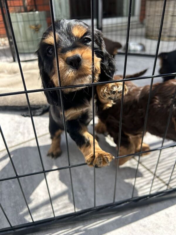 Cocker Spaniel puppies - Image 5 of 5