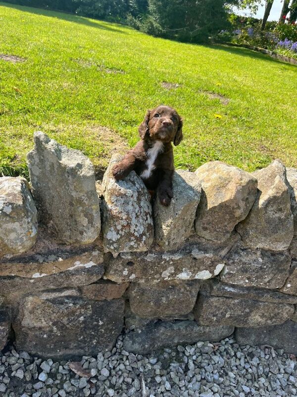 Cocker spaniel puppies