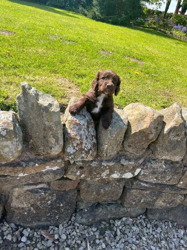 Cocker spaniel puppies - Image 2 of 3