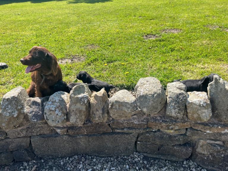 Cocker spaniel puppies - Image 3 of 3