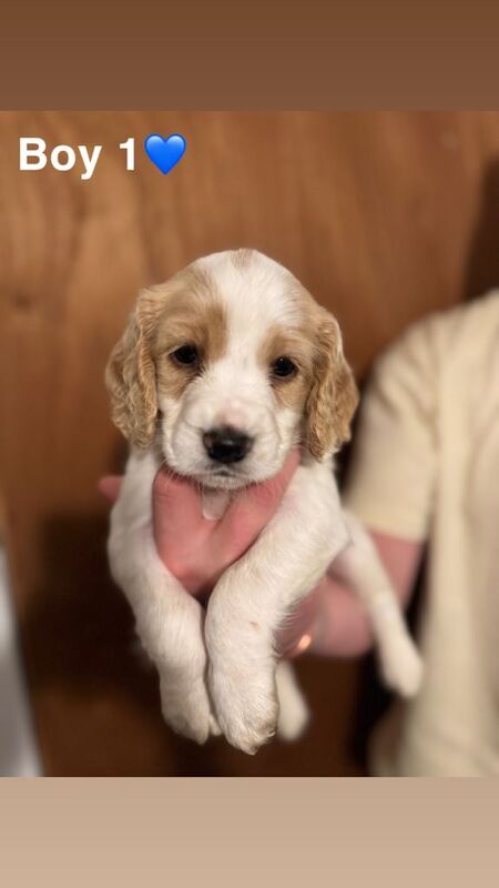 Cocker Spaniel Puppies