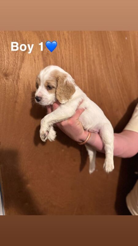 Cocker Spaniel Puppies - Image 2 of 3