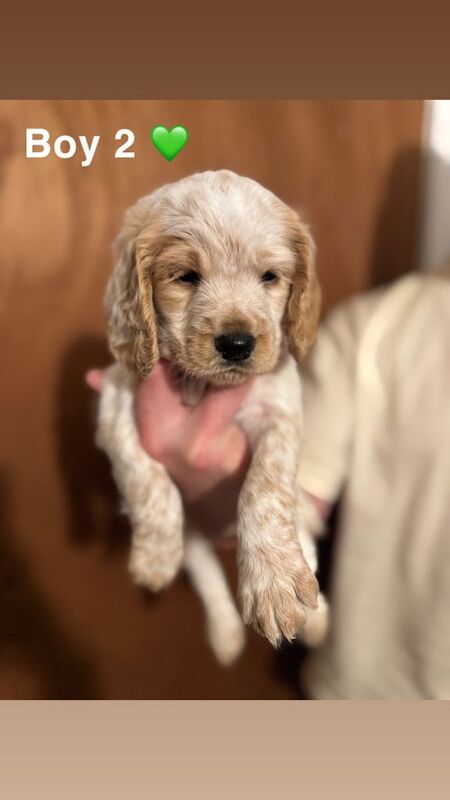 Cocker Spaniel Puppies - Image 3 of 3