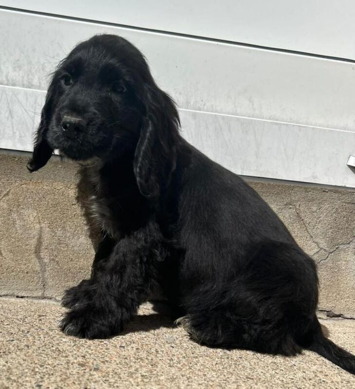 Cocker Spaniel puppies