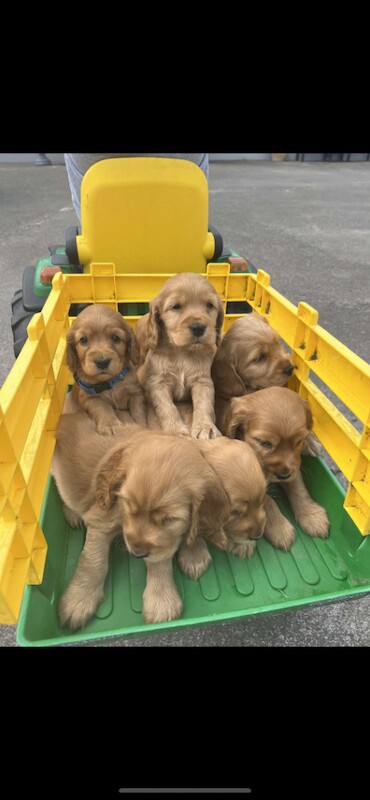 Cocker Spaniel Puppies For Sale Under £1,000