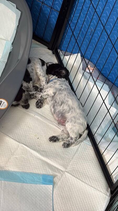 Cocker spaniel puppies - Image 2 of 3