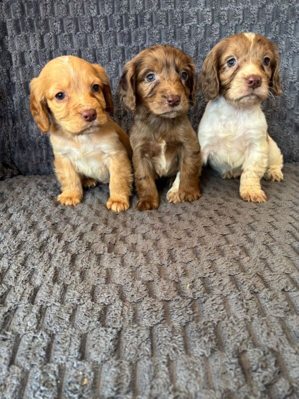Cocker spaniel puppies - Image 2 of 6