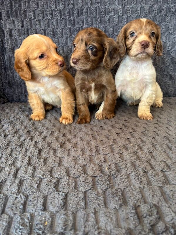 Cocker spaniel puppies - Image 3 of 6