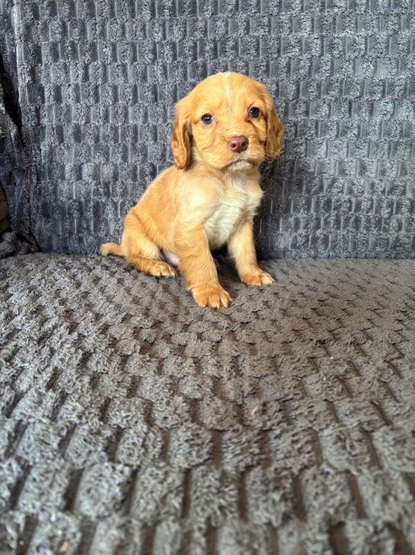 Cocker spaniel puppies - Image 4 of 6