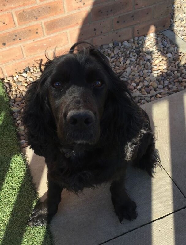 Cocker spaniel puppies - Image 6 of 6