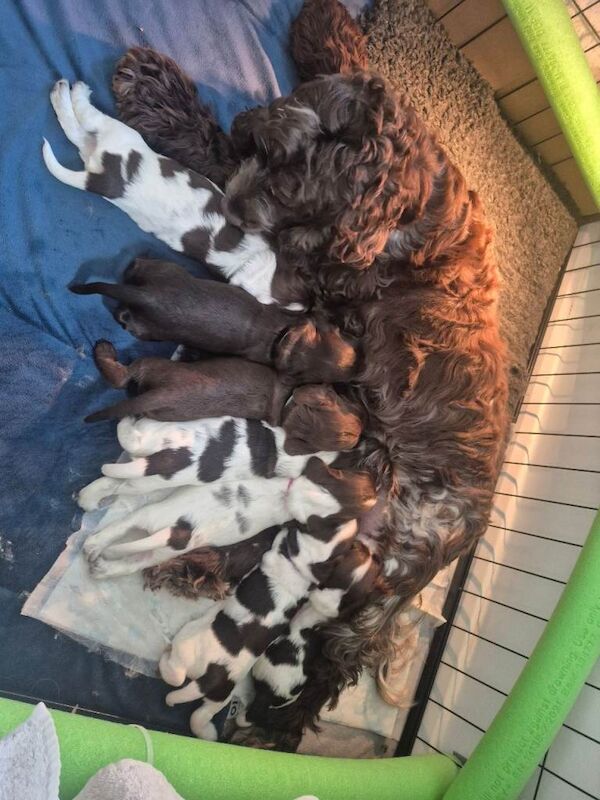 Cocker spaniel puppies - Image 2 of 4