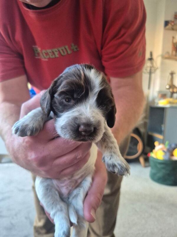 Cocker spaniel puppies - Image 4 of 4