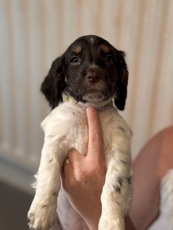 Cocker spaniel puppies