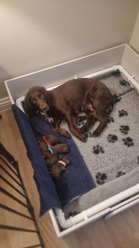 Cocker spaniel puppies