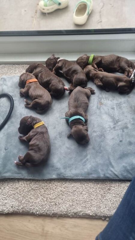 Cocker spaniel puppies - Image 2 of 3