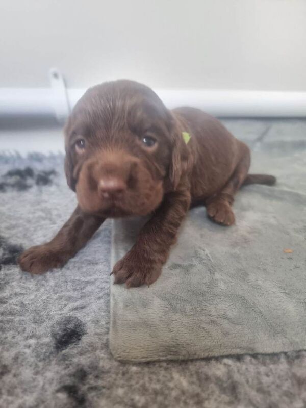 Cocker spaniel puppies - Image 3 of 3
