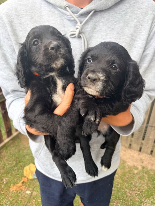 Cocker Spaniel Puppies