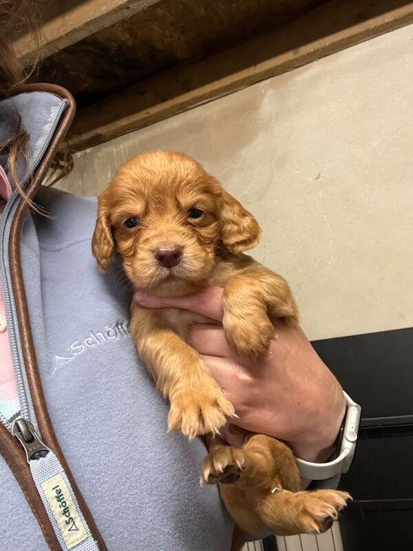 Cocker spaniel puppies