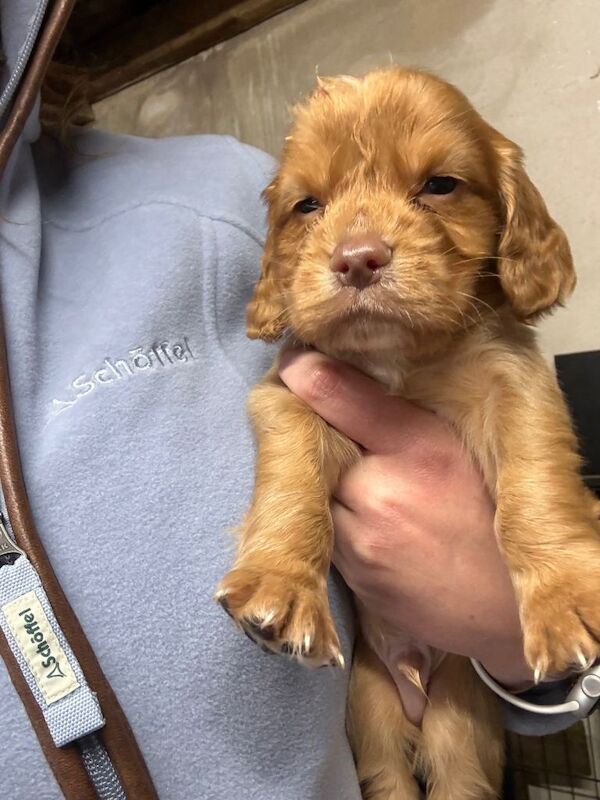 Cocker spaniel puppies - Image 2 of 3