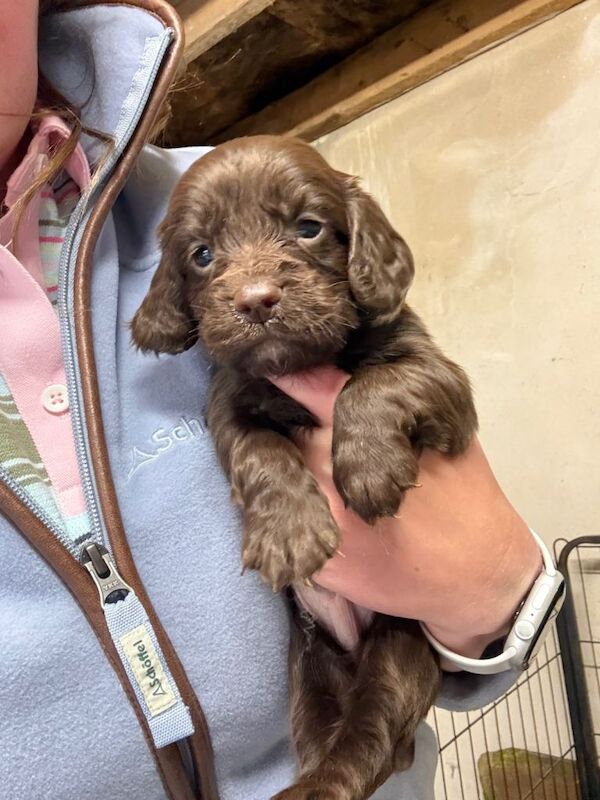 Cocker spaniel puppies - Image 3 of 3