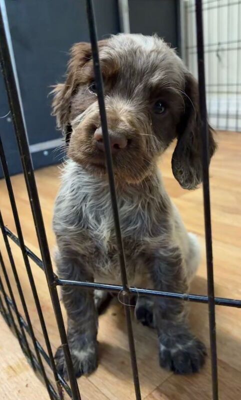 Cocker Spaniel Puppies
