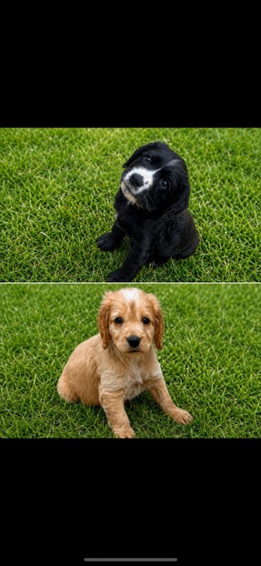 Cocker spaniel puppies