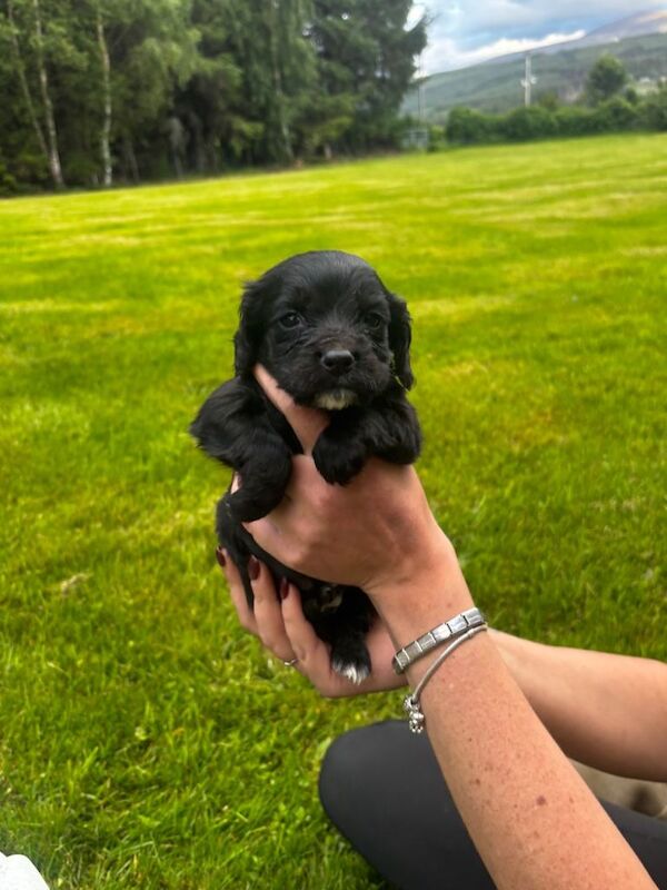 Cocker spaniel puppies