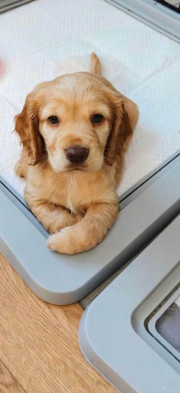 Cocker spaniel puppies