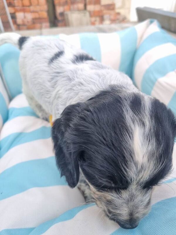 Cocker Spaniel Puppies - Image 2 of 4
