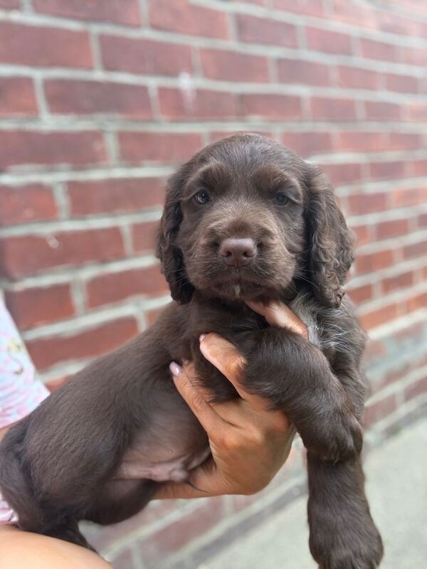 Cocker spaniel puppies