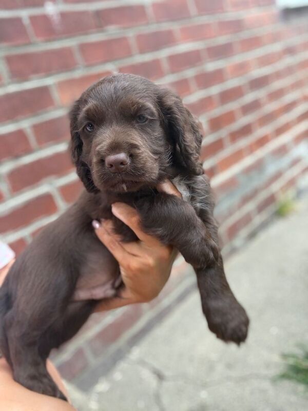 Cocker spaniel puppies - Image 2 of 4