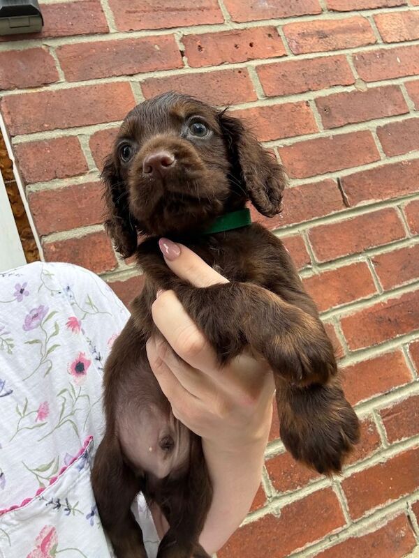 Cocker spaniel puppies - Image 3 of 4