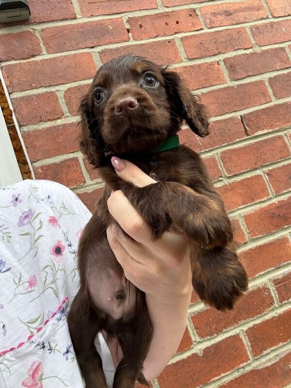 Cocker spaniel puppies - Image 4 of 4