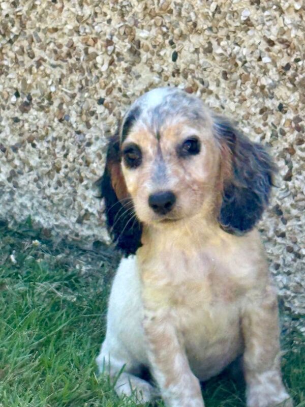 Cocker spaniel puppies