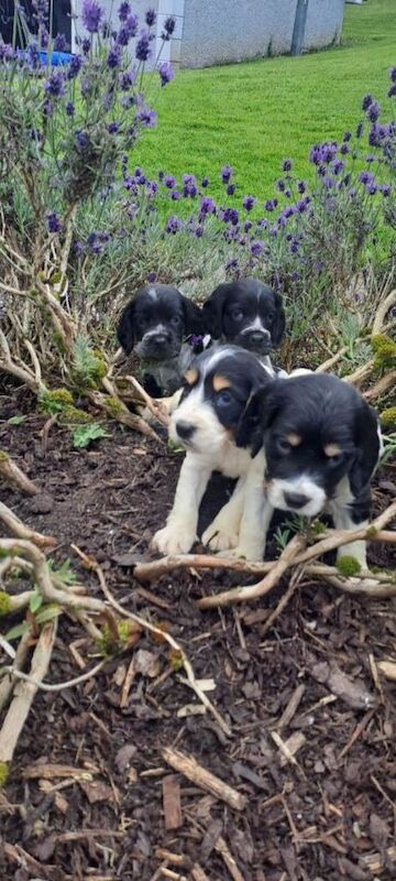 Cocker Spaniel Puppies