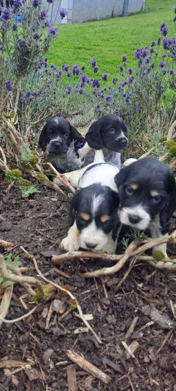 Cocker Spaniel Puppies - Image 2 of 6