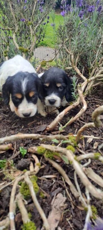 Cocker Spaniel Puppies - Image 3 of 6