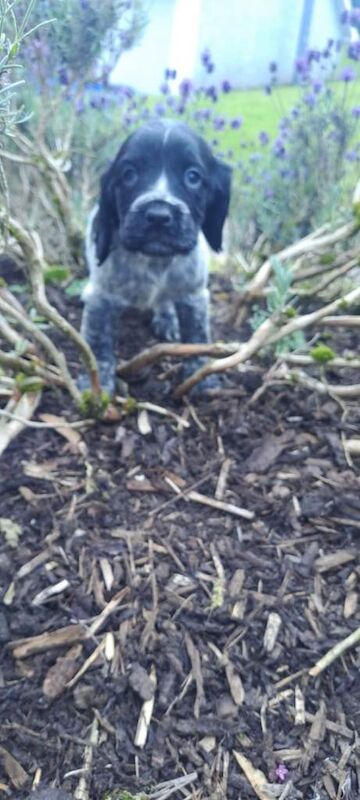 Cocker Spaniel Puppies - Image 4 of 6