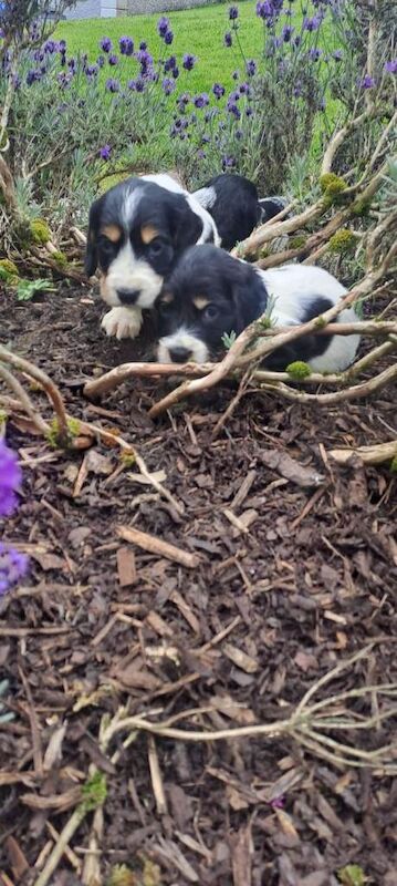 Cocker Spaniel Puppies - Image 5 of 6