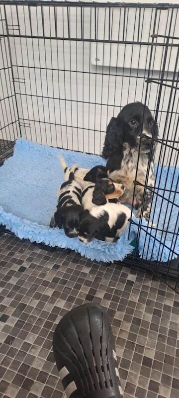 Cocker Spaniel Puppies - Image 6 of 6