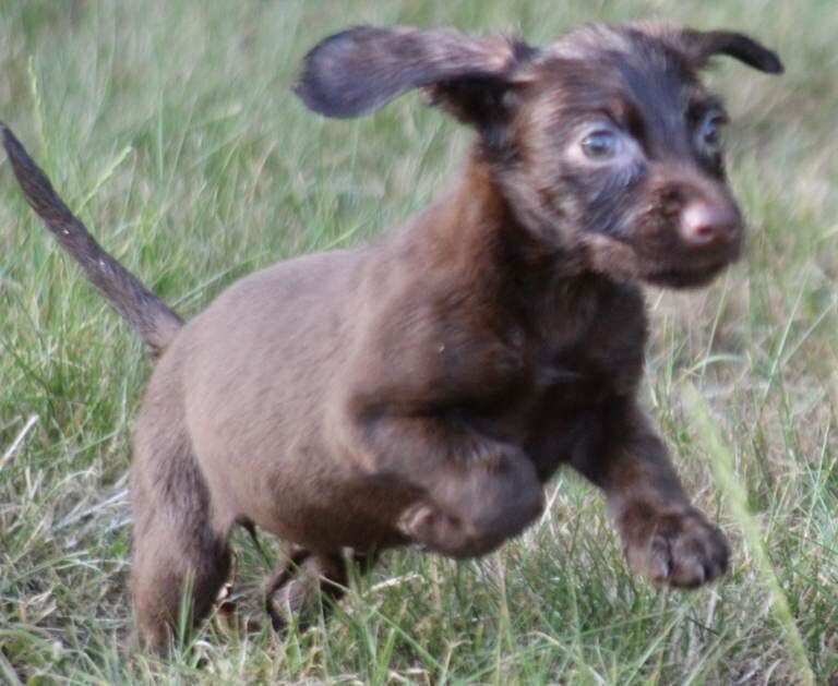 Cocker Spaniel Puppies