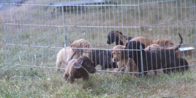 Cocker Spaniel Puppies - Image 2 of 4