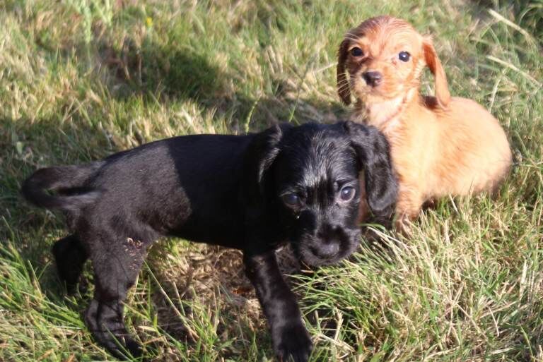 Cocker Spaniel Puppies - Image 3 of 4