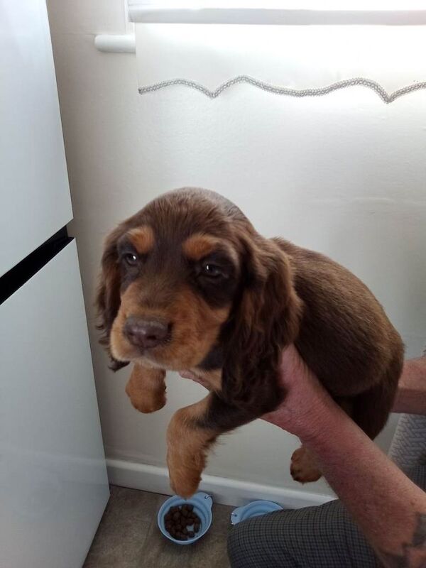 Cocker spaniel puppies