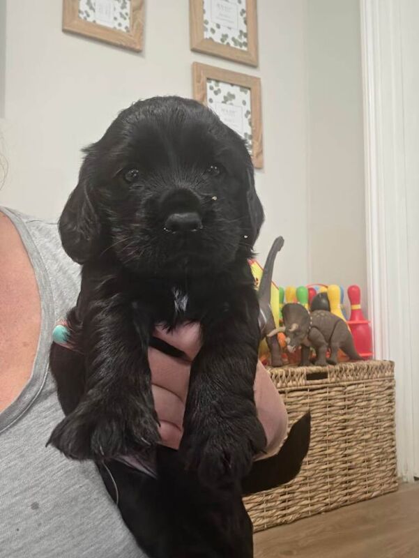 Cocker spaniel puppies