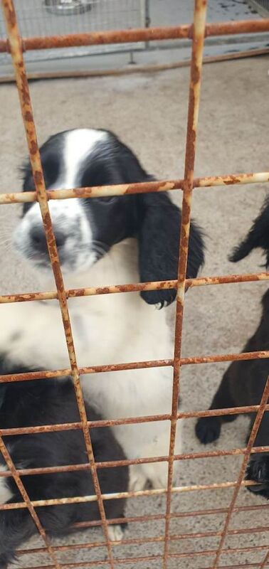 Cocker spaniel puppies