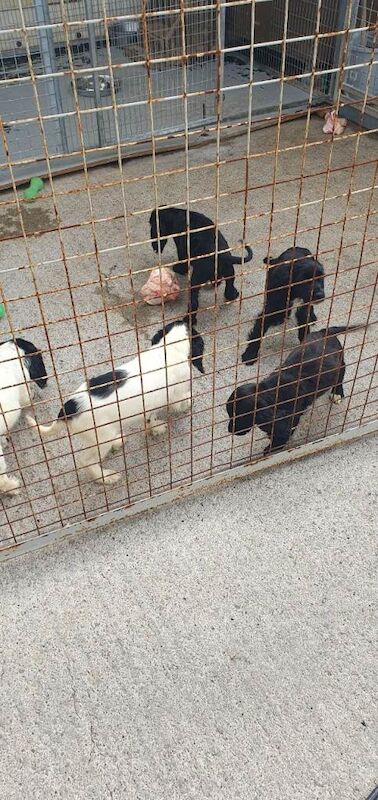 Cocker spaniel puppies - Image 4 of 4