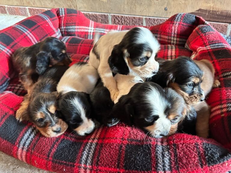 Cocker spaniel puppies